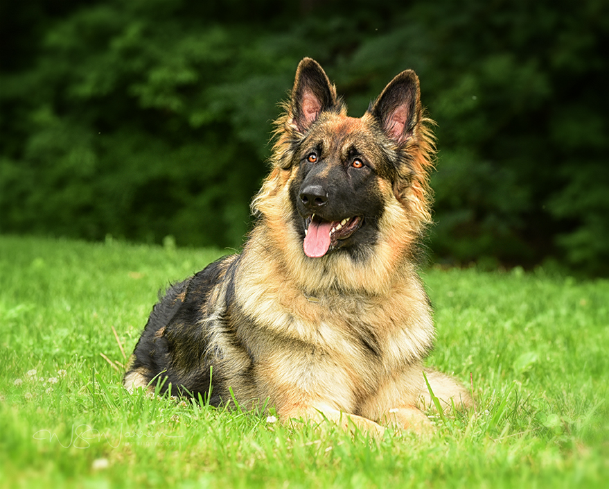 Hanabrit German Shepherd Dogs