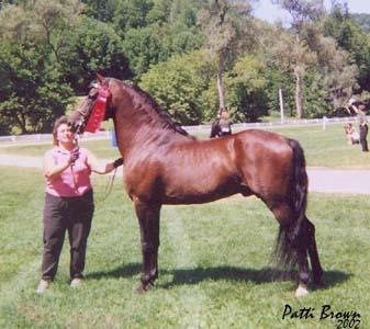 Baroncrest Nuggeteer - Lippitt Morgan Stallion