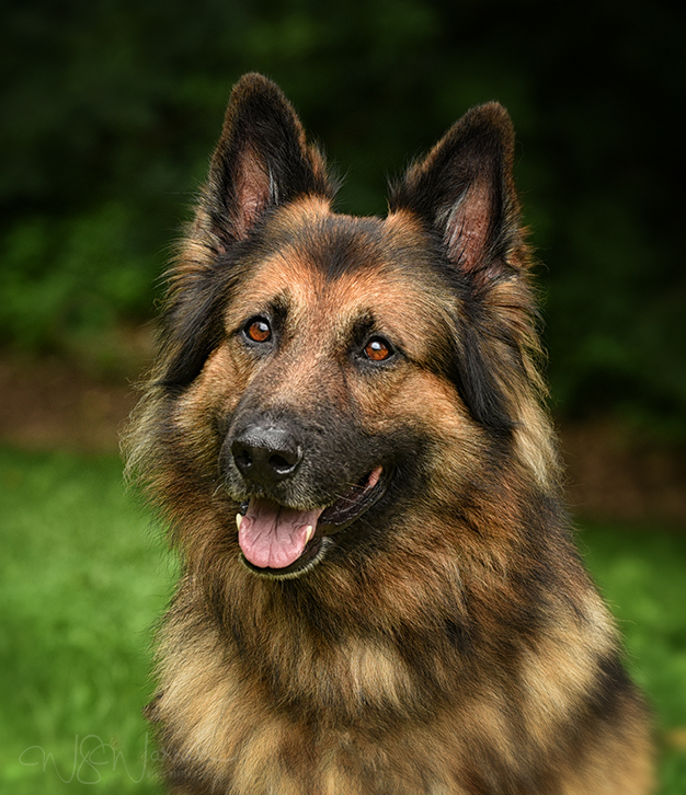 Hanabrit German Shepherd Dogs